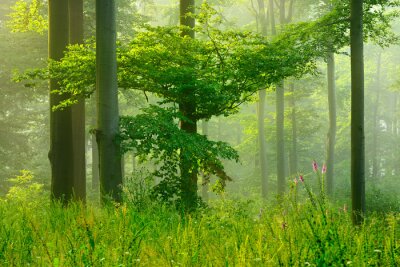 Bos in het groen en lentezonnestralen