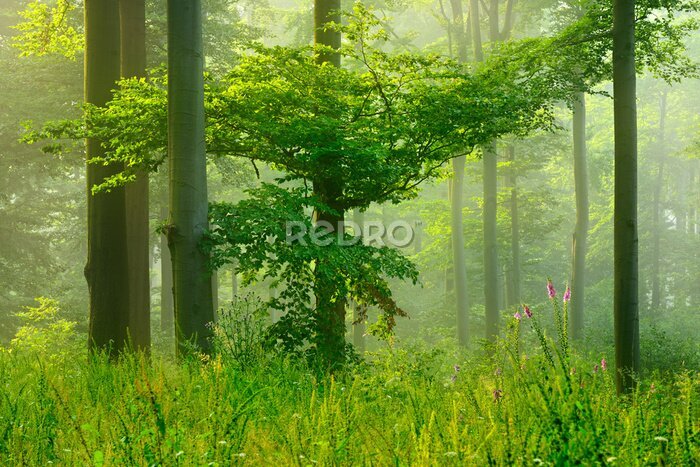 Fotobehang Bos in het groen en lentezonnestralen