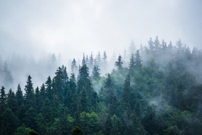 Bos in mist gezien vanuit de lucht