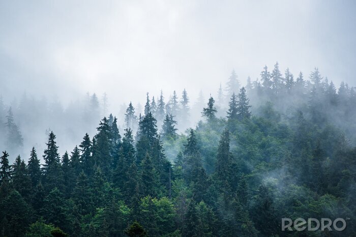 Fotobehang Bos in mist gezien vanuit de lucht