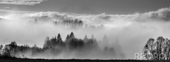 Fotobehang Bos in monochroom