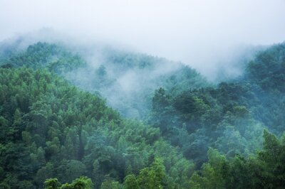 Fotobehang Bos in regen en mist