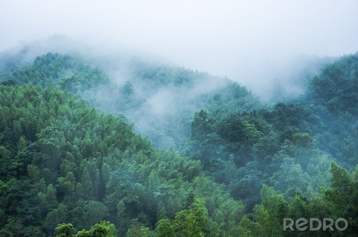 Fotobehang Bos in regen en mist