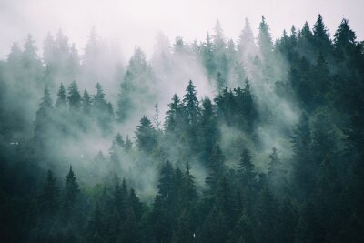 Bos in wolken en mist