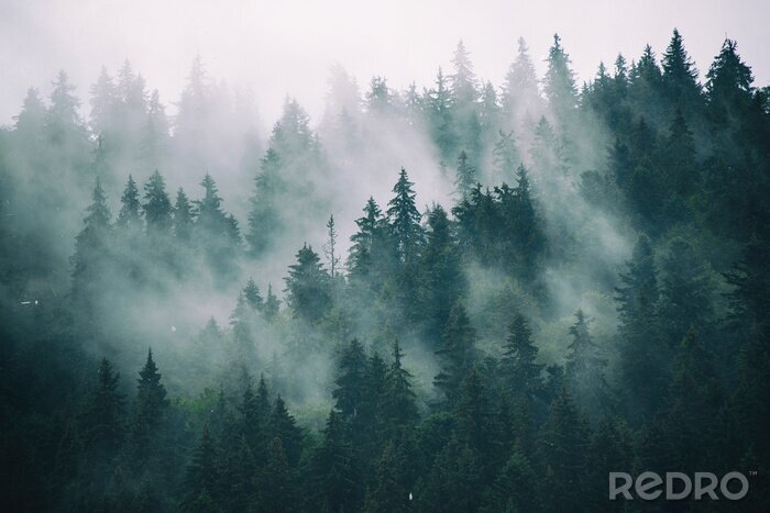 Fotobehang Bos in wolken en mist