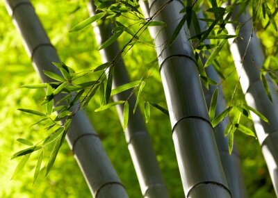Fotobehang Bos met bamboes