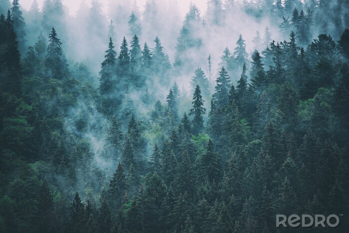 Fotobehang Bos mist en wolken