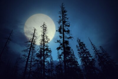 Bos tegen de achtergrond van de maan