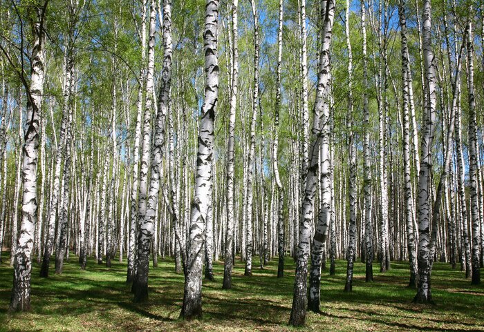 Fotobehang Bos vol berken