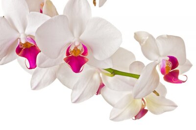 Fotobehang bos witte orchideeën