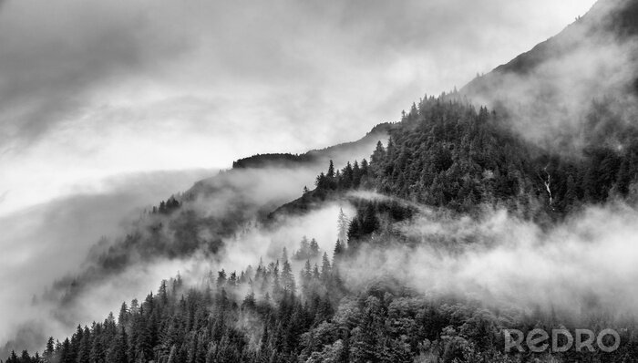 Fotobehang Bos zwart-wit in de mist