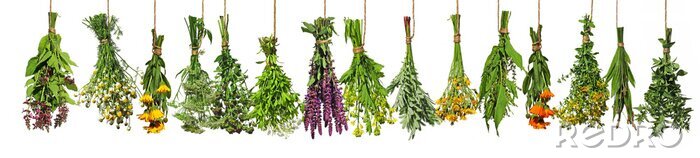 Fotobehang Bosjes kleurrijke verse kruiden op een witte achtergrond