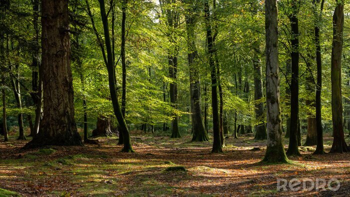Fotobehang Boslandschap in de vroege herfst