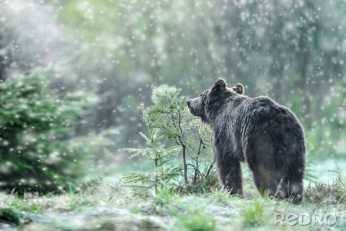 Fotobehang Boslandschap met een beer