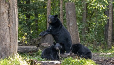 Fotobehang Boslandschap met een berenfamilie