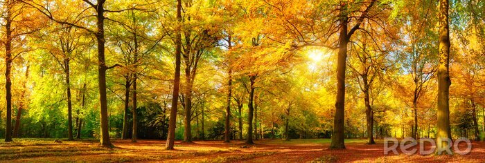 Fotobehang Boslandschap met gouden bladeren
