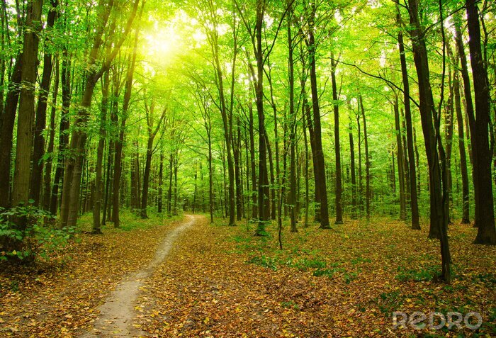 Fotobehang Boslandschap met pad