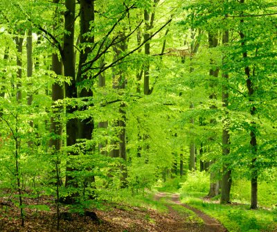 Boslandschap met weelderig groen