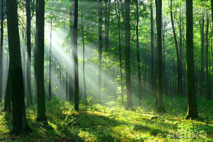 Fotobehang Boslandschap met zonnestralen tussen de bomen