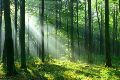 Fotobehang Boslandschap met zonnestralen tussen de bomen