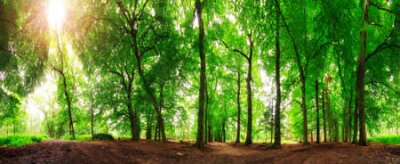 Fotobehang Boslandschap op een zonnige dag