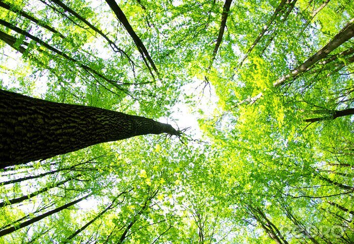 Fotobehang Boslandschap van onderaf gezien
