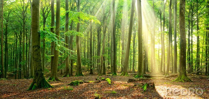 Fotobehang Boslandschap verlicht door stralen