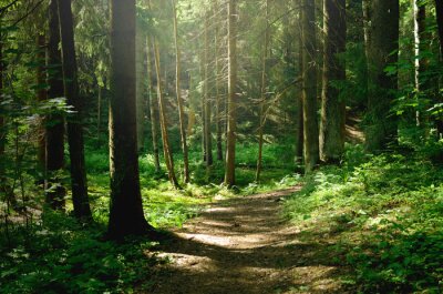 Fotobehang Bospad in het bos in de zomer