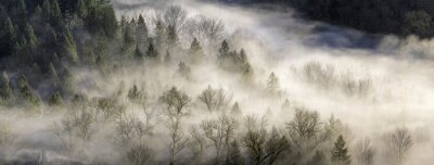 Fotobehang Bospanorama in de mist