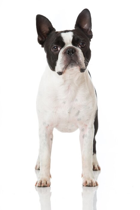 Fotobehang Boston terrier hond