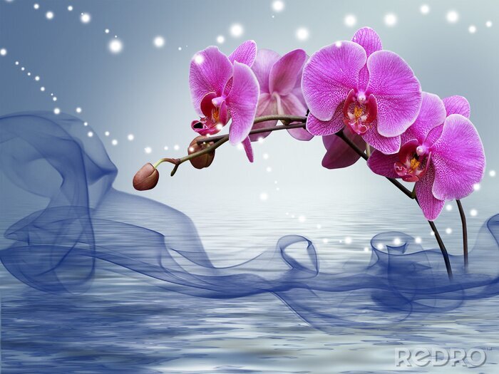 Fotobehang Bourgondische orchidee die uit het water tevoorschijn komt