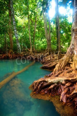Fotobehang Bovengrondse boomwortels in de jungle