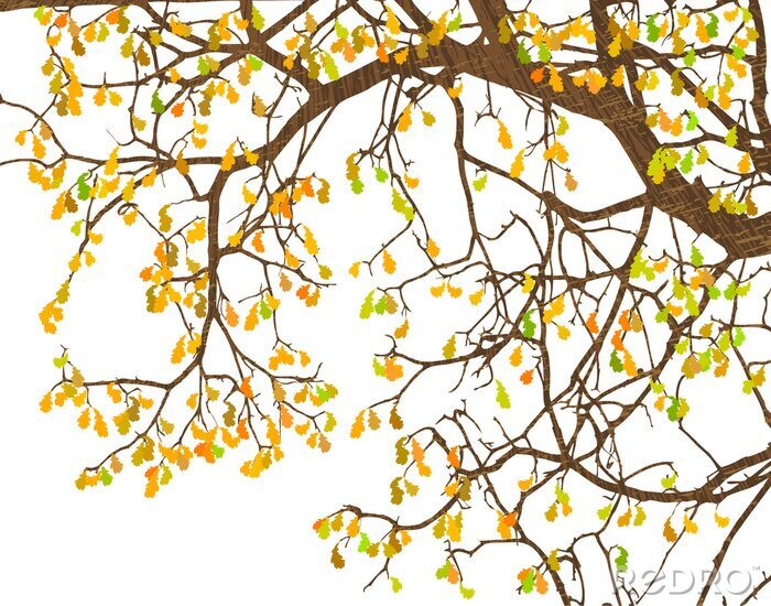 Fotobehang Branches