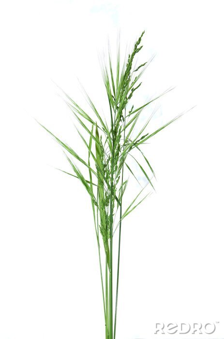 Fotobehang brins d'herbe