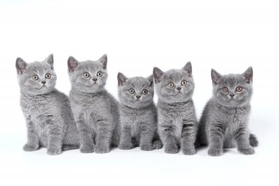 Brits Korthaar kittens zitten op een witte achtergrond in een stu