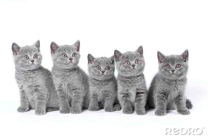 Fotobehang Brits Korthaar kittens zitten op een witte achtergrond in een stu