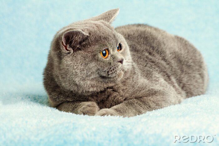 Fotobehang Britse kat op een deken