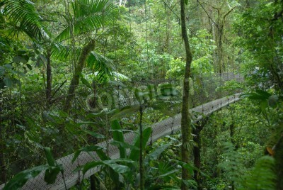 Fotobehang Brug door de jungle