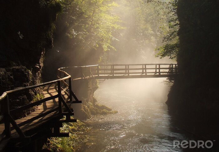 Fotobehang Brug in een dicht bos