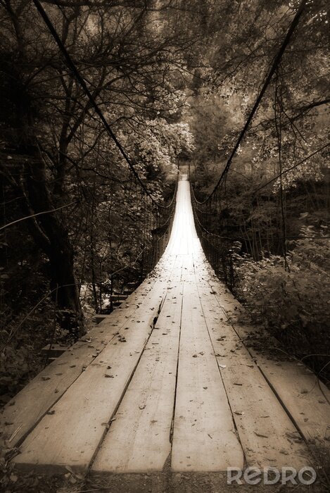 Fotobehang Brug in een donker bos