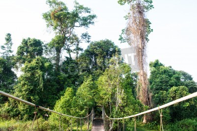 Fotobehang Brug in thailand nationaal park