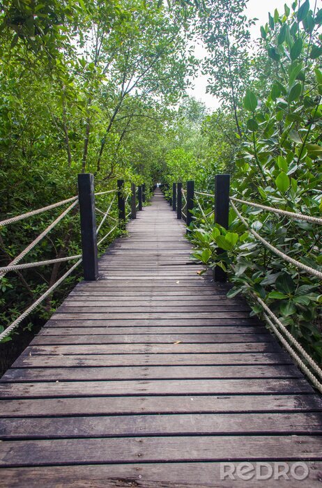 Fotobehang Brug met touwen in het bos
