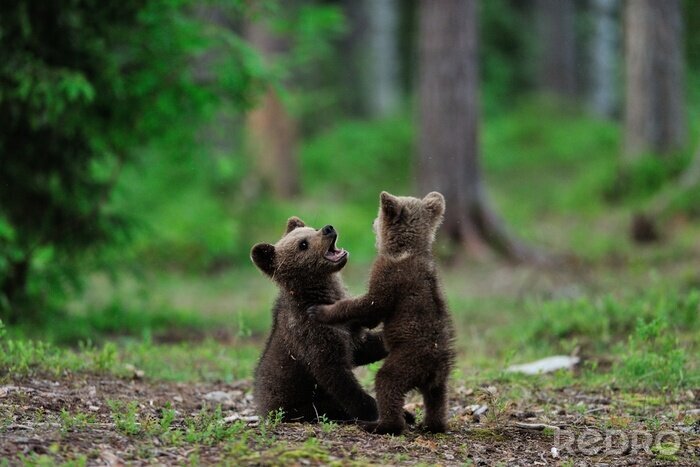 Fotobehang Bruin draag welpen het spelen in het bos