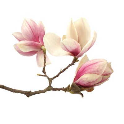Fotobehang Bruin takje met magnolia op witte achtergrond