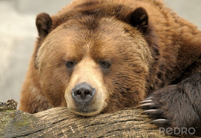Fotobehang Bruin van Alaska (Grizzly) Bear