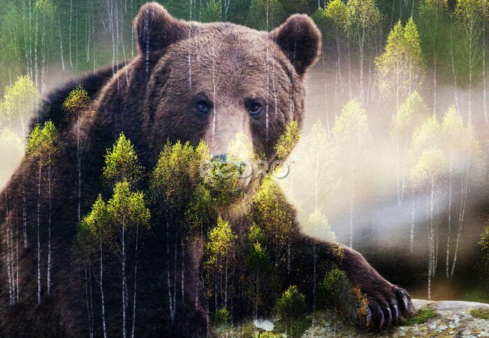 Fotobehang Bruine beer en groene bomen