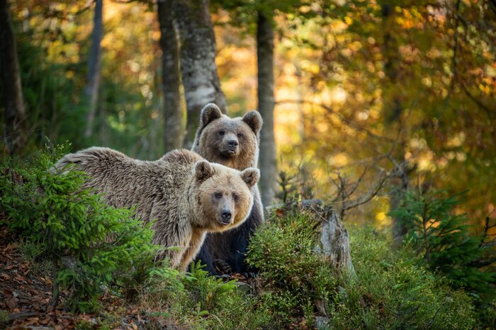 Fotobehang Bruine beren in het herfstbos