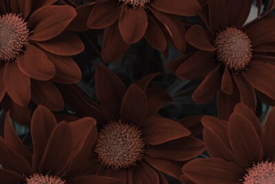 Fotobehang Bruine bloemen op een donkere achtergrond