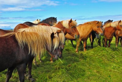 Fotobehang Bruine dieren grazen op een weide