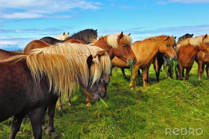 Fotobehang Bruine dieren grazen op een weide